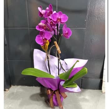 Aynı Çiçek İki Günde 200₺ Zamlı Ve Kalitesiz Geldi Müşteri Hizmetleri İlgisiz Kaldı