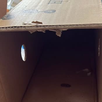 Anneler Günü İçin Aldığım Orkideler Kötü Durumda Teslim Edildi