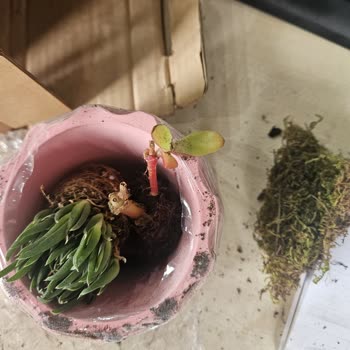 Hasarlı Ve Eksik Çiçek Gönderimi Sonrası İlgisizlik