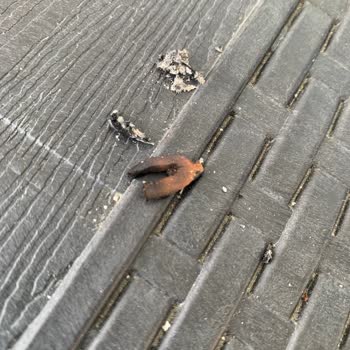 Parliament Night Blue Sigaramda Sürekli Odun Çıkıyor!