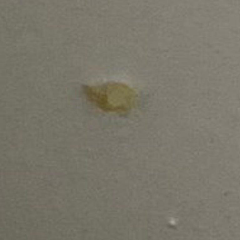 İstikbal Bazada Böcek Sorunu Ve Yetersiz Servis Desteği