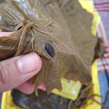 Asma Yaprağından Böcek Çıkması Ve Sağlık Endişesi