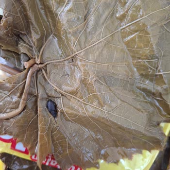 Asma Yaprağından Böcek Çıkması Ve Sağlık Endişesi