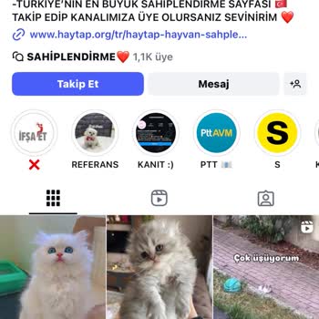 Kedi Sahiplendirme Vaadiyle Yanıltıcı Ödeme Talepleriyle Karşılaştım