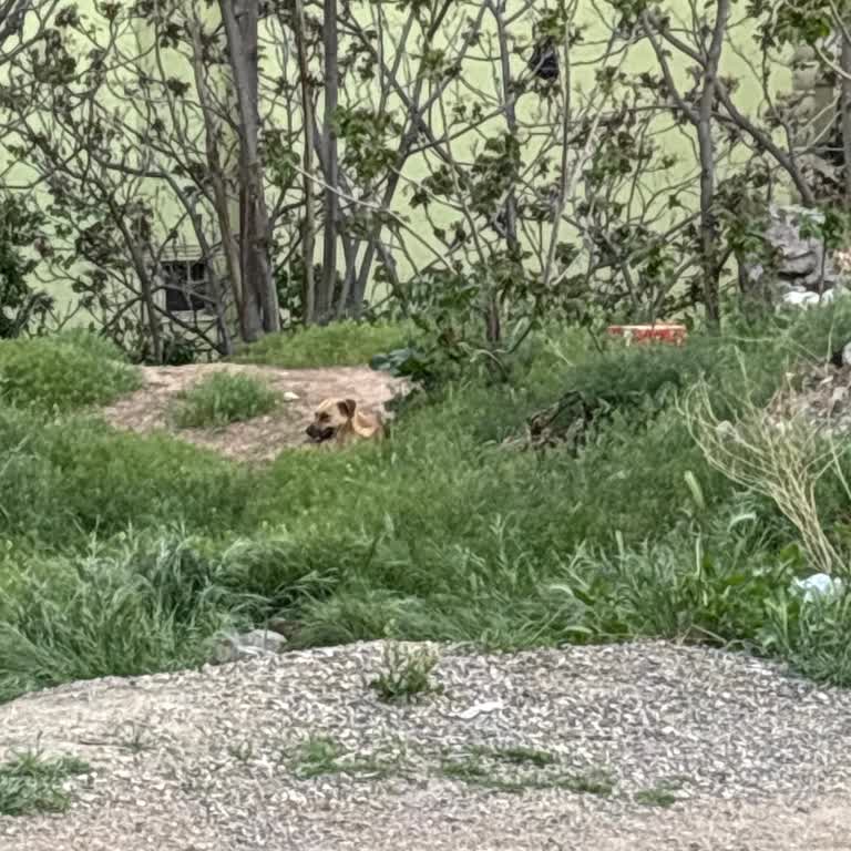 Mahallemizdeki Saldırgan Köpekler Güvenliğimizi Tehdit Ediyor