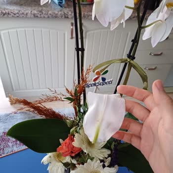 Teslimat Gecikmesi Ve Solmuş Orkide İle Hayal Kırıklığı Yaşadım