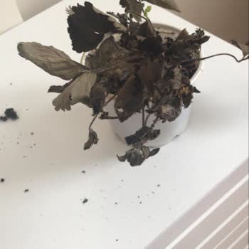 Migros Sanal Market'ten Çürük Ve Kalitesiz Ürün Teslimatıyla Büyük Hayal Kırıklığı