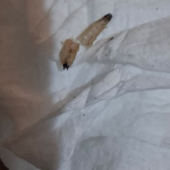 Ay Çekirdeğinden Çıkan Kurt İle Yaşadığım Hijyen Sorunu