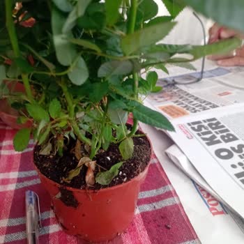 Çiçek Sepeti'nden Yanlış Ürün Ve Şikayet Sürecinde Yaşanan Sorunlar