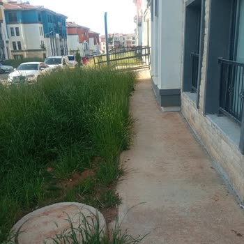 Çimler Biçilmediği İçin Blok Önünde Tehlike Artıyor