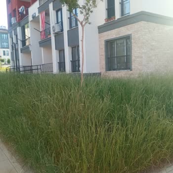 Çimler Biçilmediği İçin Blok Önünde Tehlike Artıyor