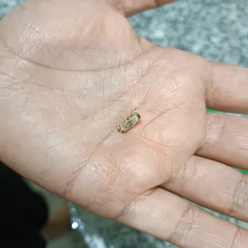 Tarım Kredi Kooperatif Market Kuru Dut Paketinden Kurt ve Kıl Çıktı