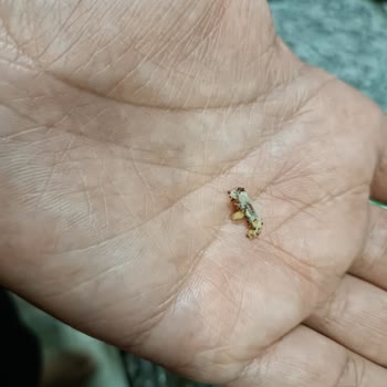 Tarım Kredi Kooperatif Market Kuru Dut Paketinden Kurt ve Kıl Çıktı