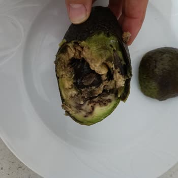 Carrefour SA'dan Satın Alınan Avokadonun Çürük Çıkması