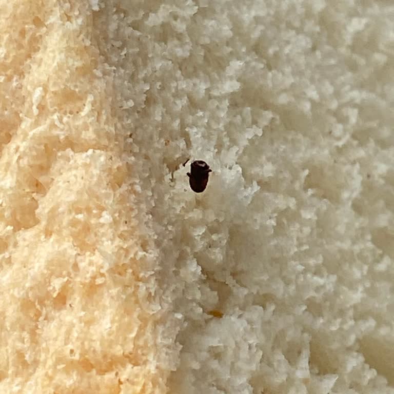 BİM Ekmecik Tost Ekmeğinde Böcek Çıkması Ve Kalitesiz Ürün Deneyimi