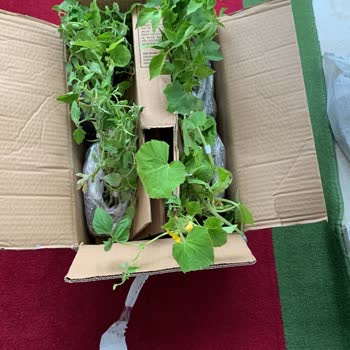 Yanlış Teslimat Ve Hasarlı Fide Şikayeti: Zararımızın Giderilmesini İstiyoruz