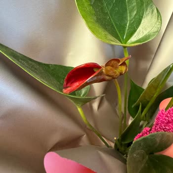 Siparişim Görselden Küçük Ve Açmamış Çiçeklerle Geldi Müşteri Hizmetleri Yardımcı Olmadı