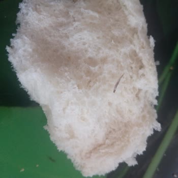 Türkiye Fırıncılar Federasyonu Ekmek Fırınları Şikayeti