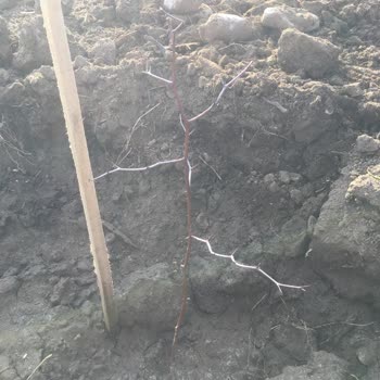 Soner Cengiz Akdeniz Fidancılık'tan Aldığım Fidanlarda Zarar