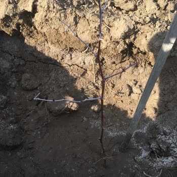 Soner Cengiz Akdeniz Fidancılık'tan Aldığım Fidanlarda Zarar