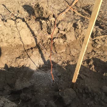 Soner Cengiz Akdeniz Fidancılık'tan Aldığım Fidanlarda Zarar