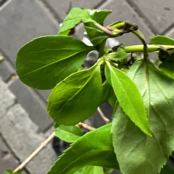 Sipariş Edilen Bitkiler Kırık Ve Farklı Geldi, Firma İlgisiz Kaldı