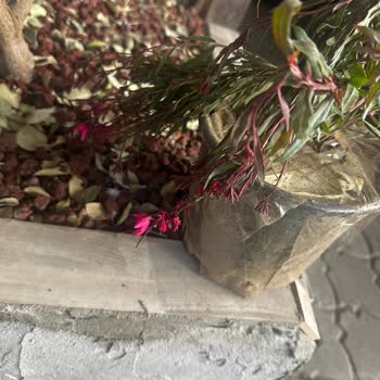 Sipariş Edilen Bitkiler Kırık Ve Farklı Geldi, Firma İlgisiz Kaldı