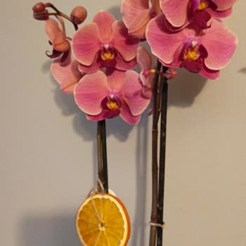 Anneler Günü Siparişimde Görsel İle Teslimat Farklıydı