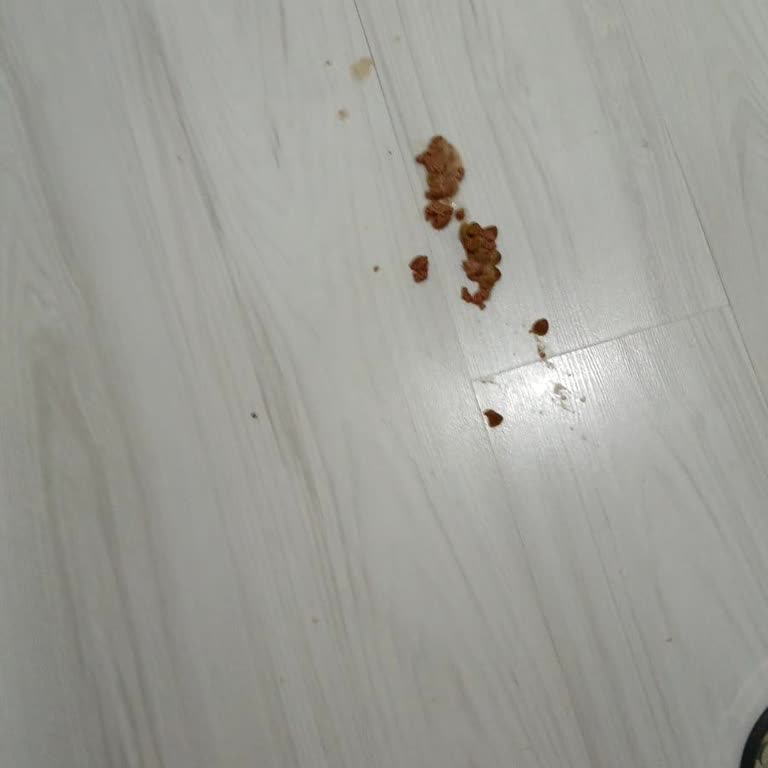 Son Kullanma Tarihi Geçmemiş Mama Kötü Kokuyor Ve Kedileri Hasta Ediyor