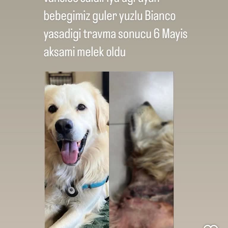 İhmalkarlık Sonucu Telafisi Olmayan Can Kaybı Yaşandı