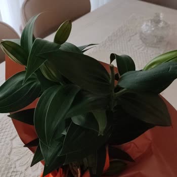Anneler Günü Hediyesi Hayal Kırıklığına Uğrattı: Eksik Ve Hasarlı Çiçek Teslimatı