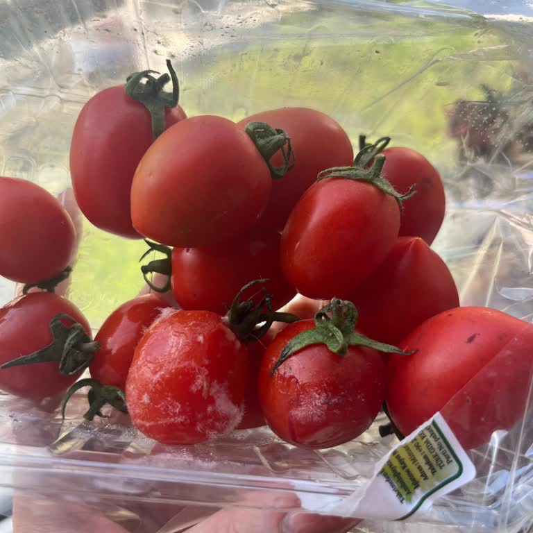 Yemeksepeti Market'ten Bozuk Peynir Ve Küflü Domates Teslimatı, İade Talebine Cevap Alınamıyor