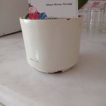 Anneler Günü'nde Çatlak Saksılı Ve Bakımsız Orkide Hayal Kırıklığı