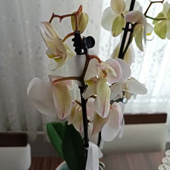 Anneler Günü'nde Hayal Kırıklığı: Solmuş Orkide Gönderildi