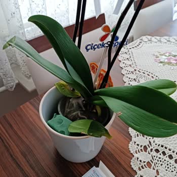 Anneler Günü'nde Hayal Kırıklığı: Solmuş Orkide Gönderildi