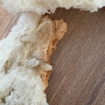 Happy Center'dan Aldığım Ekmekte Şok Edici Yabancı Madde!