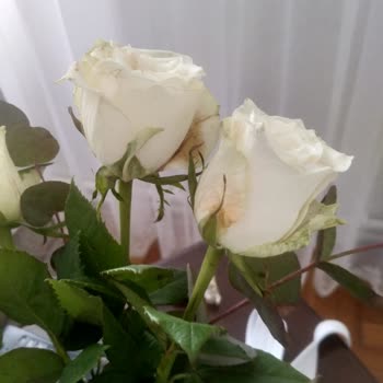 Anneler Günü'nde Hayal Kırıklığı: Solmuş Ve Özensiz Çiçek Teslimatı