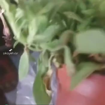 Migros Kurumuş Çiçek Geldi!