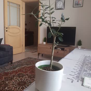 Seçtiğim Para Ağacı Yerine Farklı Ve Bakımsız Bir Ürün Gönderildi