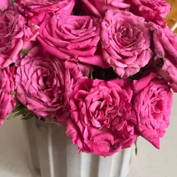 Taze Çiçek | Tazecicek.com Anneler Günü Siparişimde Çürük Ve Geç Teslim Edilen Çiçek Mağduriyeti