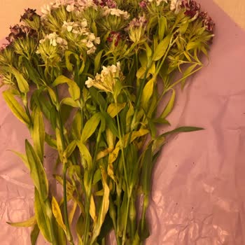 Anneler Günü'nde Hayal Kırıklığı: Kusurlu Ve Özensiz Çiçek Teslimatı