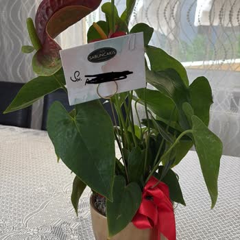 Şişli Sabuncakis Çiçek Siparişimle Alakasız, Özensiz Ve Düşük Kaliteli Çiçek Gönderildi!