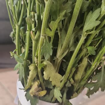 Kaleiçi Flowers Tam Anlamıyla İşi Ticarete Döken Bir İşletme