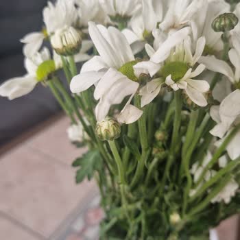 Kaleiçi Flowers Tam Anlamıyla İşi Ticarete Döken Bir İşletme