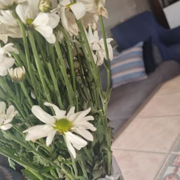 Kaleiçi Flowers Tam Anlamıyla İşi Ticarete Döken Bir İşletme