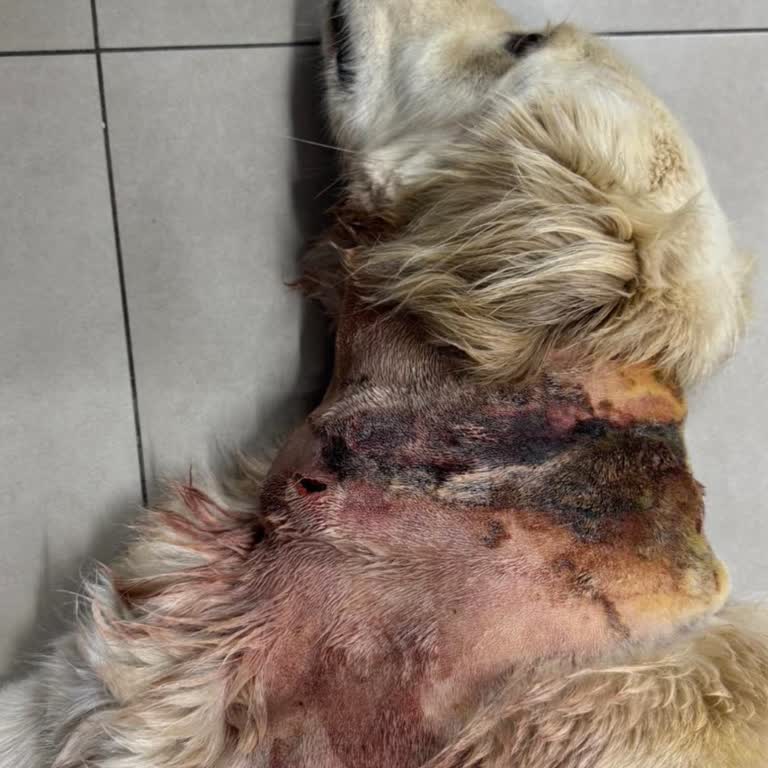 Can Güvenliği Hiçe Sayılıyor, Şikayetler Sansürleniyor