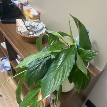 Teslim Edilmeyen Ve Solmuş Çiçek İçin Ücret İadesi Talebi