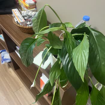 Teslim Edilmeyen Ve Solmuş Çiçek İçin Ücret İadesi Talebi