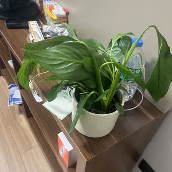 Teslim Edilmeyen Ve Solmuş Çiçek İçin Ücret İadesi Talebi