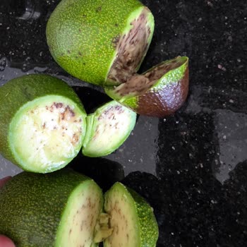 Migros'tan Aldığım Avokadoların Çürük Çıkması Ve İade Talebim